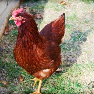Rosie is fully reintegrated back into the flock. She is no longer alpha-hen, and Ruth puts her in her place if she tries to bully the other hens.