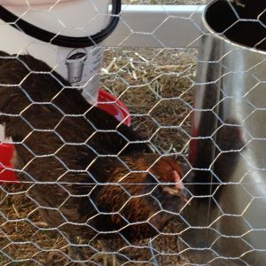 Tori finds the feeder