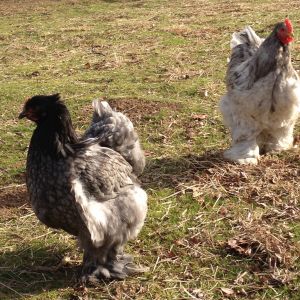 Two of our LF Cochins :)
