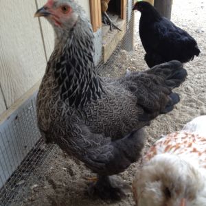 Bella our Dark Brahma pullet. She is a BIG girl. :)