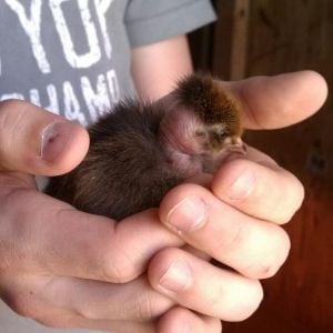 Trudy our Turken pullet as a day old chick. :)