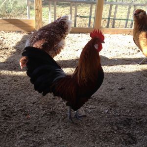 BB showing off for the ladies. He is a great "dancer". :)