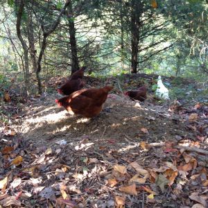 Our girls love our wooded patch :)