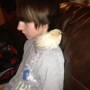 TV time with his newest D'Uccle chick. I don't think they share the same viewing taste.