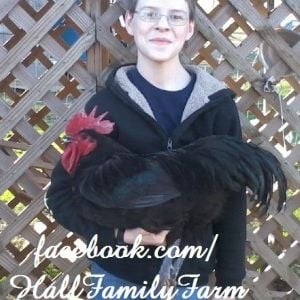 Jahdan and one of his heritage Australorp males.