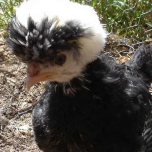 This a picture I took last year of my chicken Disco she is now fully grown and is a really good and pretty hen.