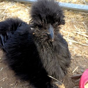 Pippa. My sweet little black silkie girl who passed away.