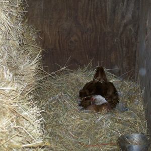Hen on a nest