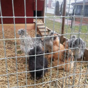 my first coop and run for my silkies. Started in November 2012 with 4 now have 26