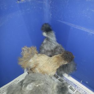 3 recent pullets from Jan 2013