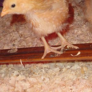Sweet pea striking a pose on her roost in my home made brooder box, around 3 weeks old
