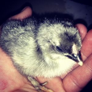 Blue Orpington Chick
