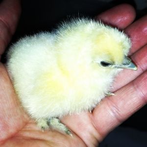 White Bearded Silkie Chick