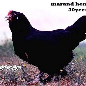 azerbaijan black original and old breeds in iran medileast caucasus