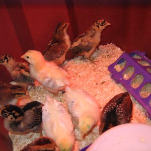 Buttercup, Delaware and Speckled Sussex chicks and mystery chick from McMurray 2/24/13 hatch taken 3/6/13