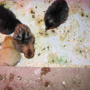 Barred Rock, Silkie and Egyptian Fayoumi chicks from Cackle hatched 3/4/13 taken 3/6/13