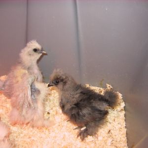 Catdance Silkie chicks hatched 2/9-12/13 taken 3/6/13