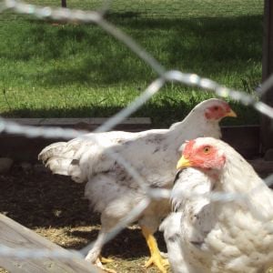 my two roosters that i traded with my mennonite neighbour. i gave him the roosters to eat and he plowed my garden.