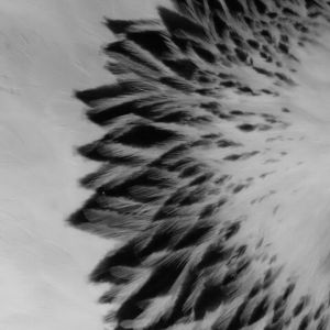 Angels feathers (Brahma chicken)