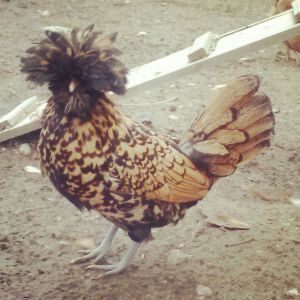 Mufasina (Golden polish crested chicken)