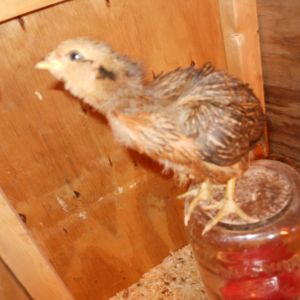 3 week old Runway, our most curious chicken out of 19 new chicks.