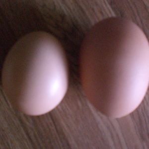 (right) my First Dbl. Yolker!! Feb 2013 Thnx to one of my RIR!