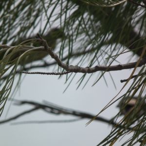 Helmeted Friarbirds