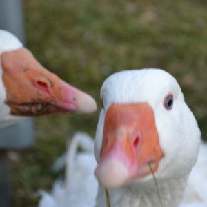 Simon saying something to Scout :-)