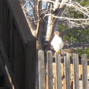 A hawk in our back yard.