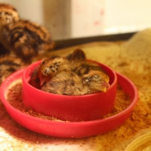 3 in a dish, 3 days old.
Quail