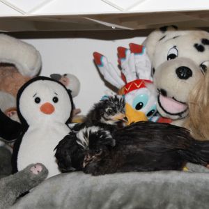 Atlantis and Yoda
    They decided to climb up 5 feet to roost on top of the stuffed animals. Two weeks old