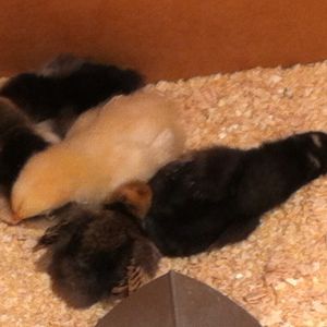 Sleepy chicks