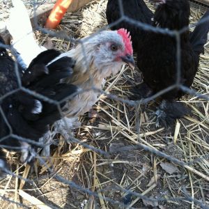 Blue the cockerel and the new addition gang in their outside run.