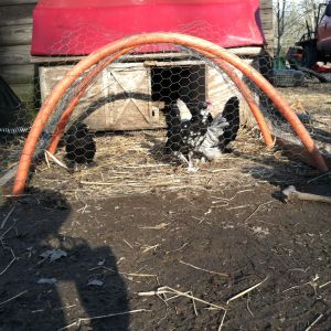 Lil chick my mottled bantam cochin