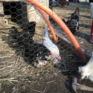 Blue and my mottled cockerel bucking up to chalupa