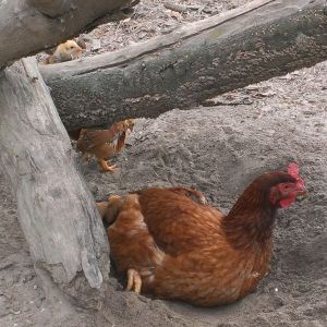 Production Red Hen
