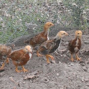 Dark Cornish Rooster, Production Red Hen, 4 week old chicks.