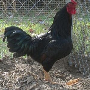 Dark Cornish Rooster.