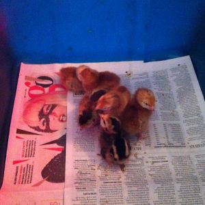 These were my Valentines Day babies. Penny, Amy Farrah Fowler, Dashy, Twink, Hermione and Buckbeak. Amy Farrah Fowler ended up not making it. The rest are happy and healthy, but thinking Buckbeak may be a rooster.
