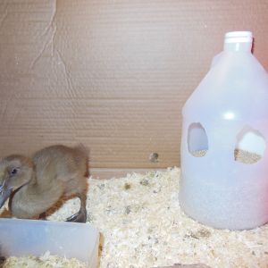 cheap feeder