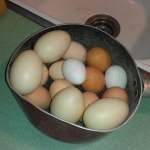 a mixture of eggs from my girls today and 4 duck eggs!