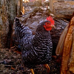 "May," the Barred Rock who is queen of my flock!