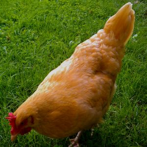 "Charlotte," a truly golden Buff Orpington