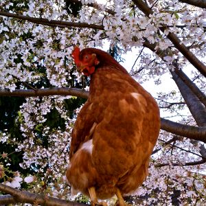 "Edna," the runt in the flock, but she has the most personality! And, she loves the cherry tree for some reason!