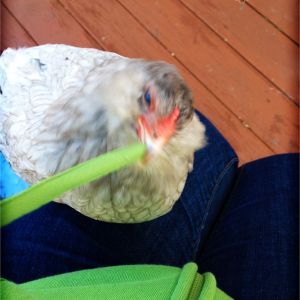 Marie thinks hoodie strings are the best toys ever.