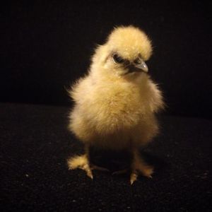 Silkie.