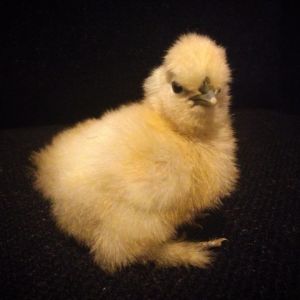 Silkie.