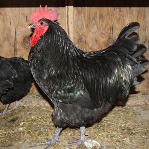 Black Australorp rooster