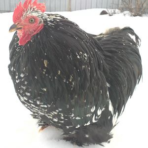 Todd!  He is a mottled Cochin bantam! He is quite a personality.