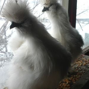 The silkies - Alice and Near are young bearded silkie mates to be. I love them - they truly are Dodos.